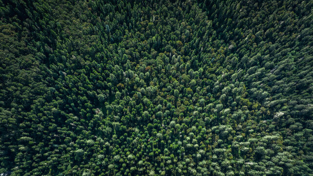 Aerial view of beautiful forest landscape