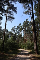 Sandy path winding through a pine forest under blue sky