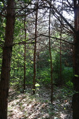 Sunlight filtering through dense forest canopy creating parallel lines