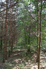 Obraz premium Pathway leading into dense forest canopy creating natural tunnel