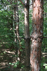 Sunlight filtering through canopy illuminating textured tree trunks