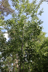 Fototapeta premium Green leaves creating canopy in forest on sunny day