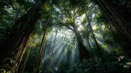 Obraz premium Dense Tropical Rainforest with Giant Trees, Thick Vines, and Sunlight Breaking Through Canopy