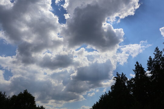 Pine trees silhouetted against cloudy sky with sun peeking through