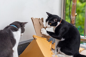 The cat is gnawing on a cardboard box.