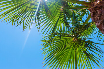 Beautiful palm leaves background. Selective focus.