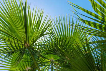 Obraz premium Beautiful palm leaves background. Selective focus.