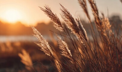 Fototapeta premium Golden light on tall grasses at sunset in a serene landscape