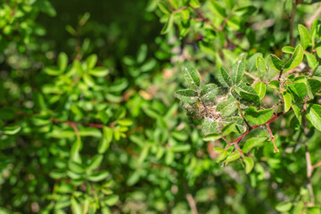 spider mite on plants. selective focus.