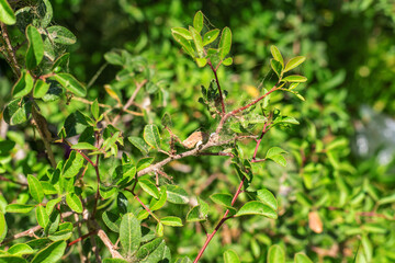 spider mite on plants. selective focus.