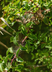 spider mite on plants. selective focus.