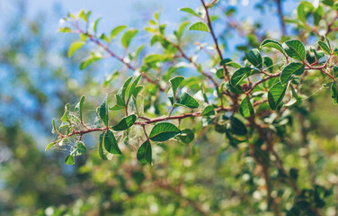 spider mite on plants. selective focus.