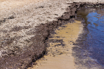 algae mud in the sea. selective focus.