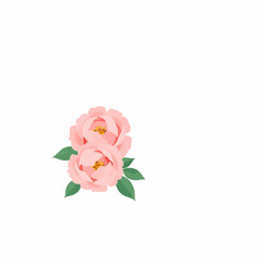 Pink peony flowers with green leaves on white background  