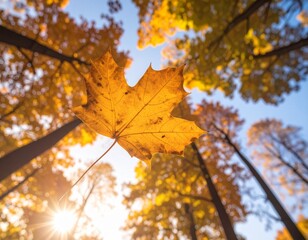 falling autumn leaf, photo for your social media posts