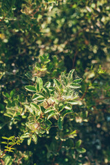 spider mite on plants. selective focus.