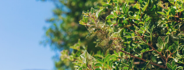 spider mite on plants. selective focus.