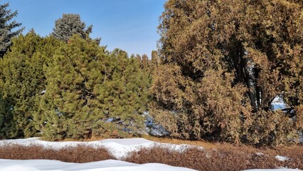 winter landscape with snow and trees