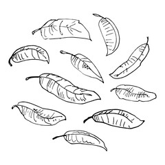 Long leaves set hand drawn line art sketch vector illustration isolated
