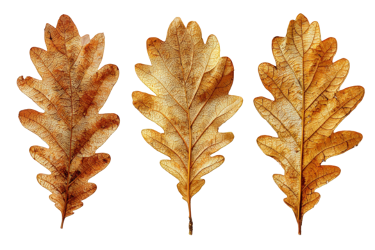 Three autumn oak leaves against black - Powered by Adobe