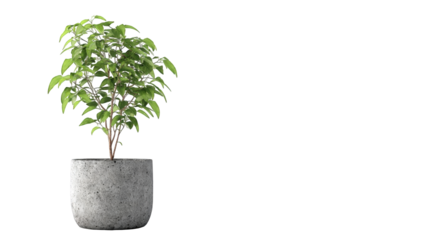 Small potted plant against a dark background