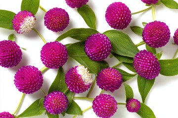 Pink globe flowers scattered on white