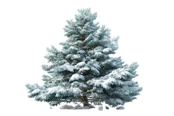 Fototapeta premium Snowy evergreen tree against black background
