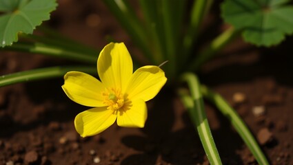 Obraz premium A single yellow blossom sprouting in fertile soil, representing resilience and the beauty of life