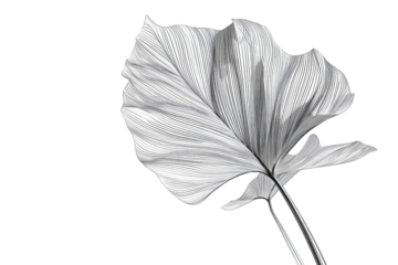 Monochrome botanical leaf