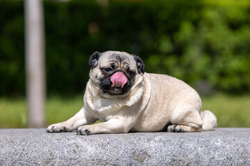 Pug poses for a photo in the park