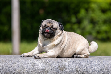 Pug poses for a photo in the park