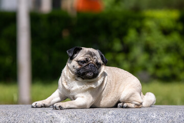 Pug poses for a photo in the park
