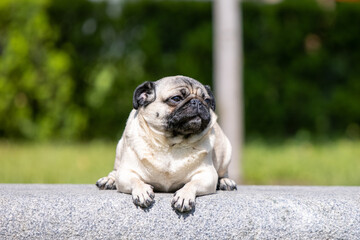 Pug poses for a photo in the park