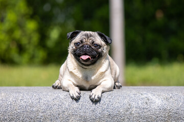Obraz premium Pug poses for a photo in the park