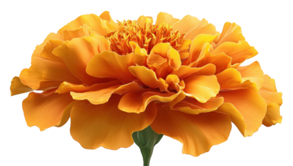 Close-up of a vibrant orange marigold