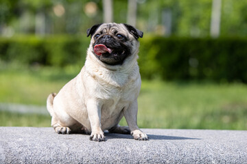 Pug poses for a photo in the park