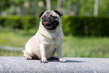 Pug poses for a photo in the park