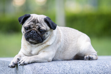 Obraz premium Pug poses for a photo in the park