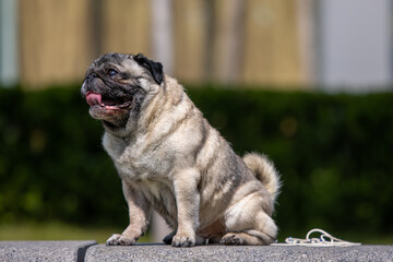 Pug poses for a photo in the park
