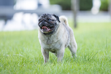 Pug poses for a photo in the park