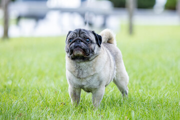 Pug poses for a photo in the park
