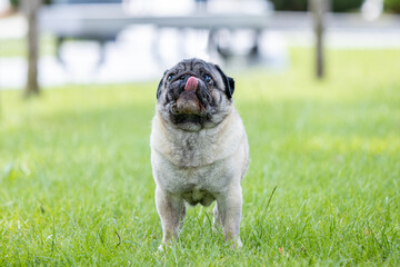 Pug poses for a photo in the park