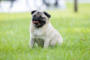 Obraz premium Pug poses for a photo in the park