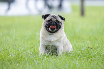 Obraz premium Pug poses for a photo in the park
