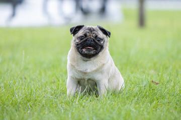 Fototapeta premium Pug poses for a photo in the park