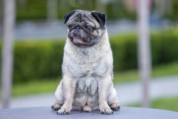 Pug poses for a photo in the park