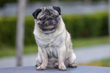 Pug poses for a photo in the park
