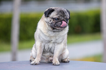 Pug poses for a photo in the park