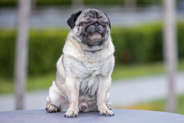 Pug poses for a photo in the park