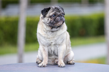 Pug poses for a photo in the park